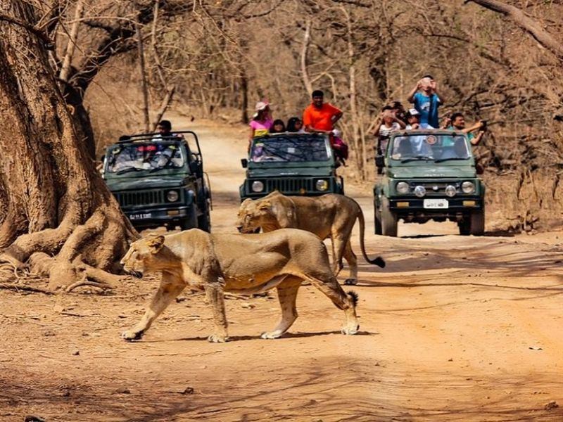 Sasan Gir